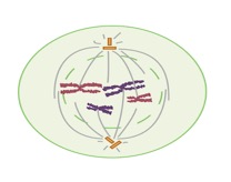 Nucleus broken down, some kinetochores captured by spindle microtubules