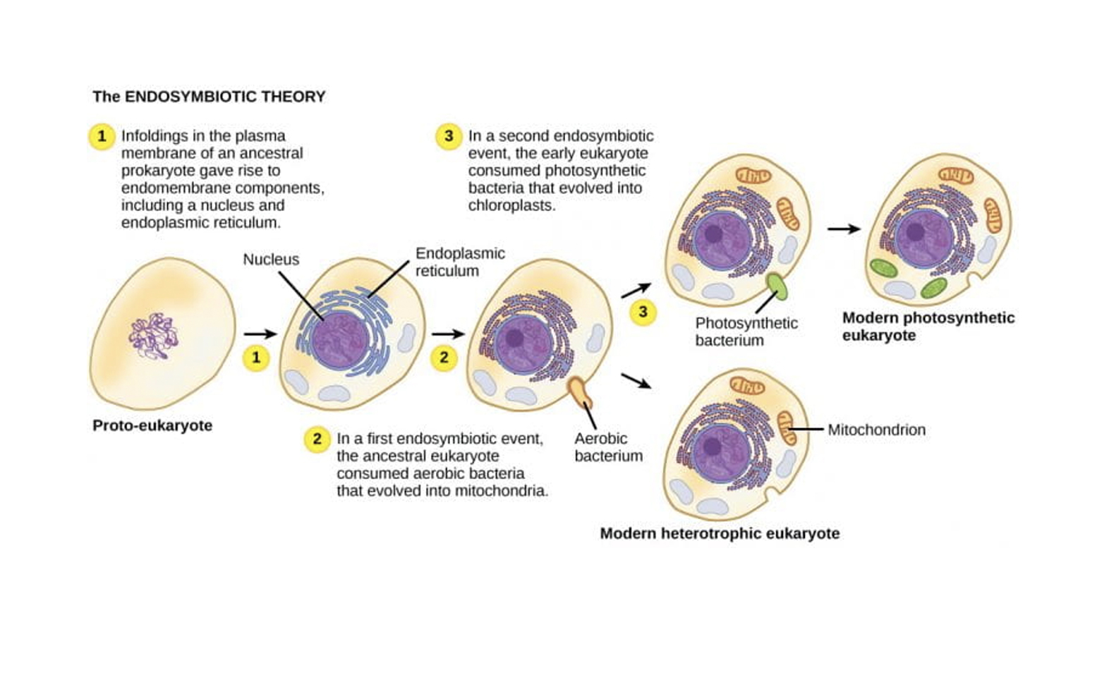 houghton biology site