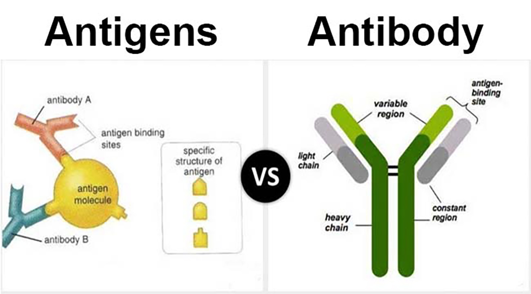 Antibody And Antigen Labeled at Heidi Dennison blog